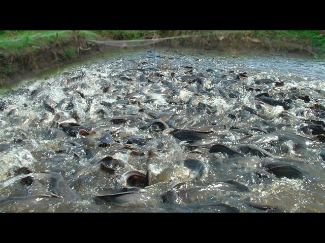 Fish farming